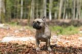BOULEDOGUE FRANCAIS 1112